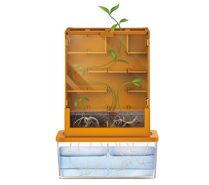 Ciencia Crece Planta (fomenta el interés por la naturaleza). 3+