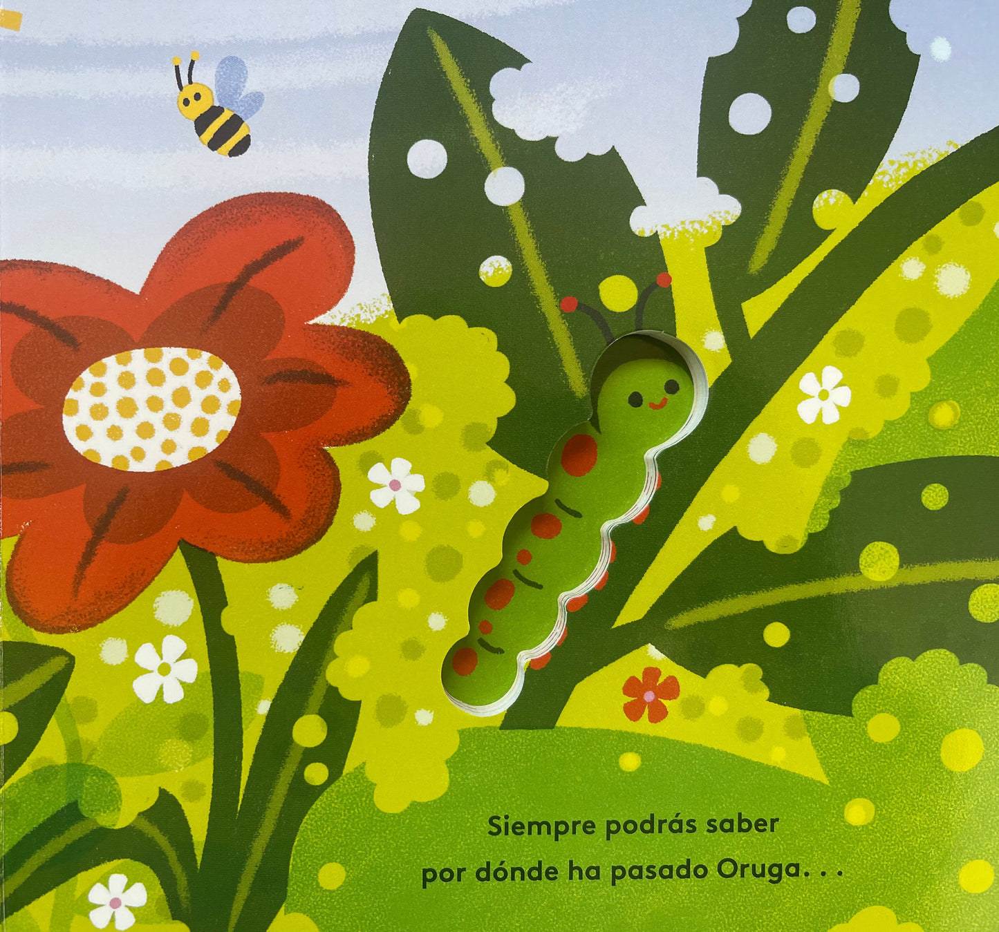 Pequeños ciclos de la vida - Oruga. 0 a 3 años