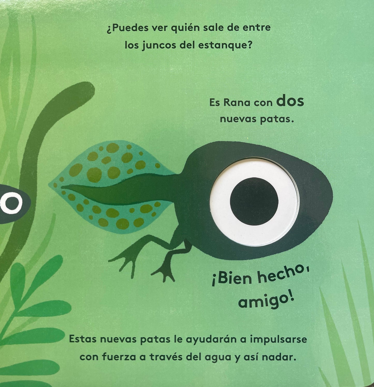 Pequeños ciclos de la vida - Rana. 0 a 3 años