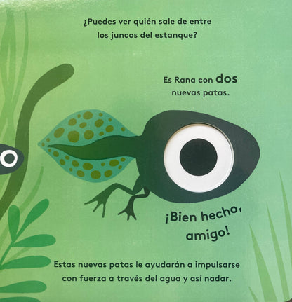 Pequeños ciclos de la vida - Rana. 0 a 3 años