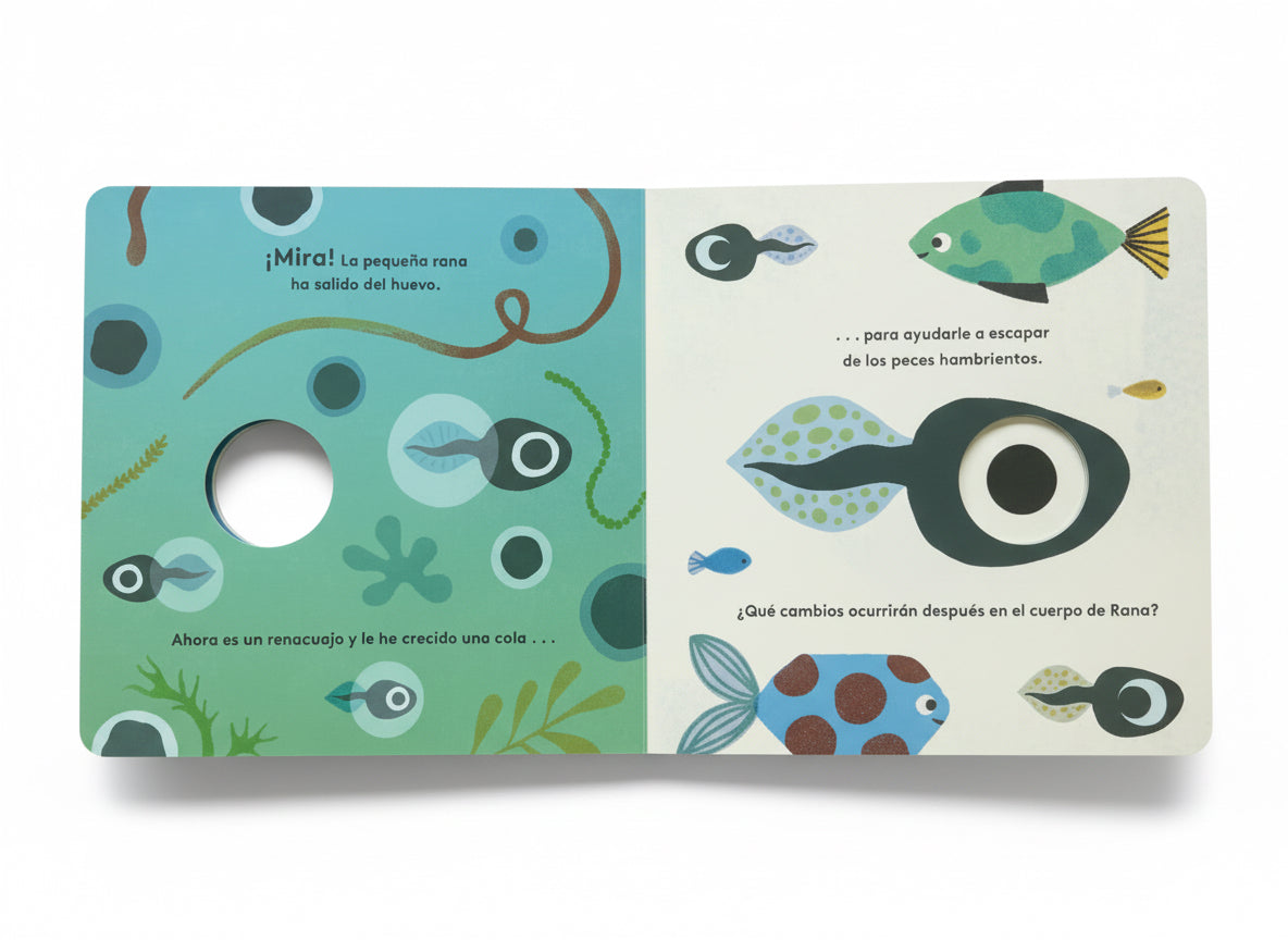 Pequeños ciclos de la vida - Rana. 0 a 3 años