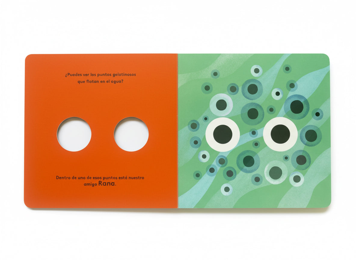 Pequeños ciclos de la vida - Rana. 0 a 3 años