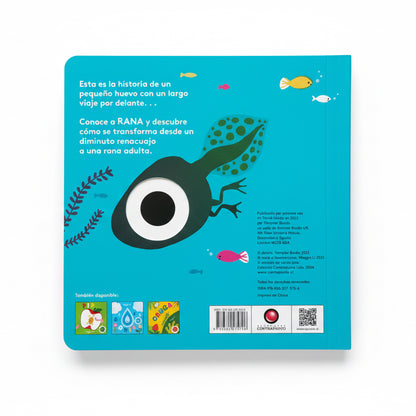 Pequeños ciclos de la vida - Rana. 0 a 3 años